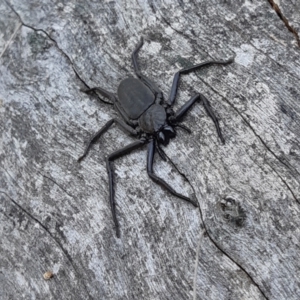 Gnaphosidae or Trochanteriidae (families) at Yass River, NSW - 15 Sep 2023