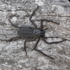 Gnaphosidae or Trochanteriidae (families) at Yass River, NSW - 15 Sep 2023