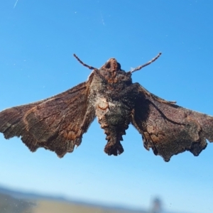 Amphiclasta lygaea at Yass River, NSW - 7 Sep 2023 09:39 AM