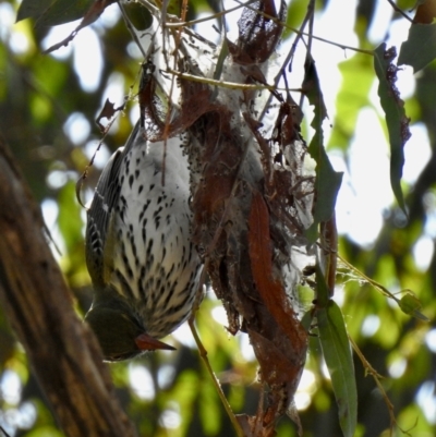 Oriolus sagittatus (Olive-backed Oriole) at Colo Vale, NSW - 6 Sep 2023 by GlossyGal