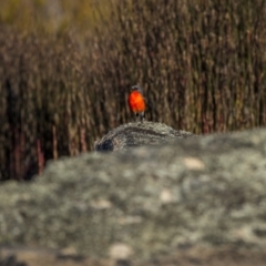 Petroica phoenicea (Flame Robin) at Scabby Range Nature Reserve - 22 Sep 2023 by trevsci