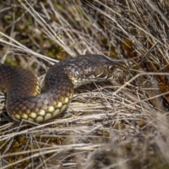 Austrelaps ramsayi (Highlands Copperhead) at Scabby Range Nature Reserve - 22 Sep 2023 by trevsci