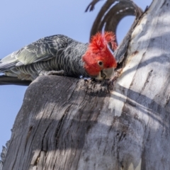 Callocephalon fimbriatum (Gang-gang Cockatoo) at Yaouk, NSW - 23 Sep 2023 by trevsci
