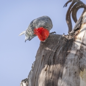 Callocephalon fimbriatum at Yaouk, NSW - 23 Sep 2023