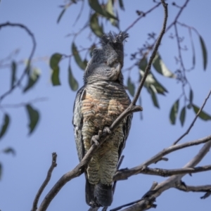 Callocephalon fimbriatum at Yaouk, NSW - 23 Sep 2023