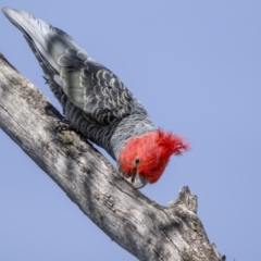 Callocephalon fimbriatum at Yaouk, NSW - 23 Sep 2023