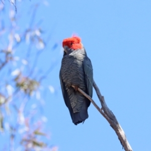 Callocephalon fimbriatum at Aranda, ACT - 24 Sep 2023