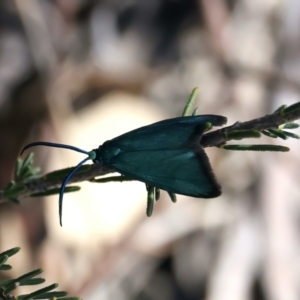 Pollanisus (genus) at Googong, NSW - 25 Sep 2023 11:36 AM