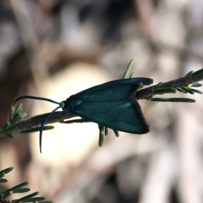 Pollanisus (genus) (A Forester Moth) at Googong Reservoir - 25 Sep 2023 by jb2602