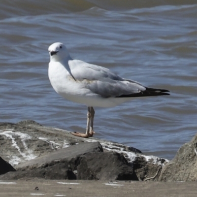 Chroicocephalus novaehollandiae (Silver Gull) at Molonglo, ACT - 20 Sep 2023 by AlisonMilton