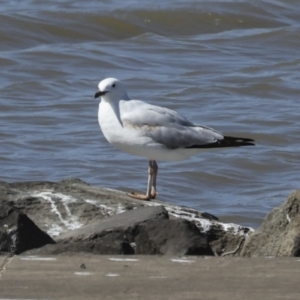 Chroicocephalus novaehollandiae at Molonglo, ACT - 20 Sep 2023