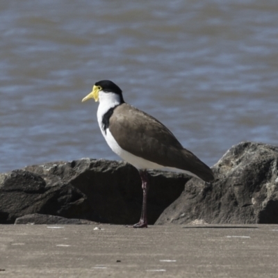 Vanellus miles (Masked Lapwing) at Coombs Ponds - 20 Sep 2023 by AlisonMilton