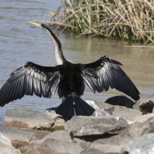 Anhinga novaehollandiae at Molonglo, ACT - 20 Sep 2023 01:15 PM