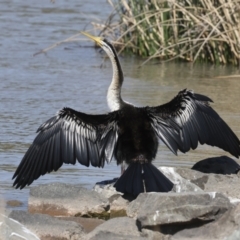 Anhinga novaehollandiae at Molonglo, ACT - 20 Sep 2023 01:15 PM