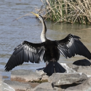 Anhinga novaehollandiae at Molonglo, ACT - 20 Sep 2023 01:15 PM