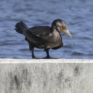 Phalacrocorax carbo at Molonglo, ACT - 20 Sep 2023