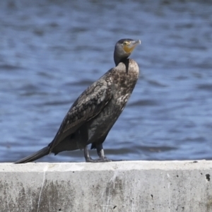 Phalacrocorax carbo at Molonglo, ACT - 20 Sep 2023