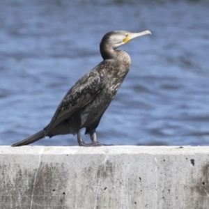 Phalacrocorax carbo at Molonglo, ACT - 20 Sep 2023