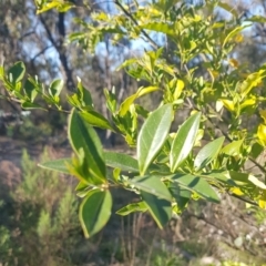 Ligustrum sp. (A Privet) at Campbell, ACT - 15 Sep 2023 by HappyWanderer