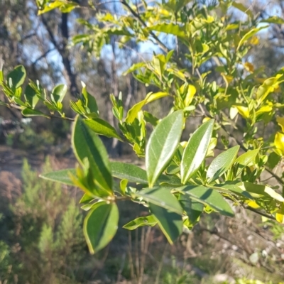 Ligustrum sp. (A Privet) at Campbell, ACT - 16 Sep 2023 by HappyWanderer