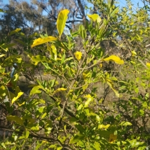 Ligustrum sp. at Campbell, ACT - 16 Sep 2023 08:08 AM