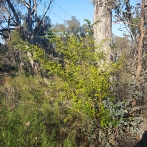 Ligustrum sp. at Campbell, ACT - 16 Sep 2023 08:08 AM