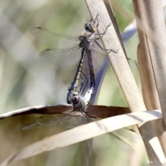 Hemicordulia tau (Tau Emerald) at Coombs, ACT - 20 Sep 2023 by AlisonMilton