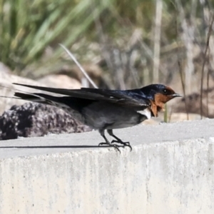 Hirundo neoxena at Coombs, ACT - 20 Sep 2023