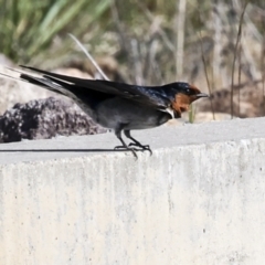 Hirundo neoxena at Coombs, ACT - 20 Sep 2023