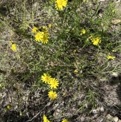 Senecio madagascariensis (Madagascan Fireweed, Fireweed) at Goorooyarroo NR (ACT) - 25 Sep 2023 by Pirom