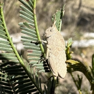 Goniaea australasiae at Gungahlin, ACT - 25 Sep 2023