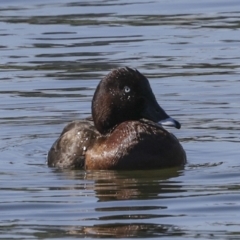 Aythya australis (Hardhead) at Coombs Ponds - 20 Sep 2023 by AlisonMilton