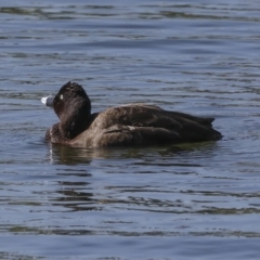 Aythya australis at Coombs, ACT - 20 Sep 2023 02:30 PM