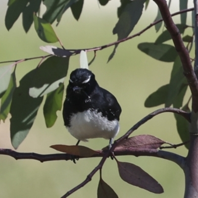 Rhipidura leucophrys (Willie Wagtail) at Coombs Ponds - 20 Sep 2023 by AlisonMilton