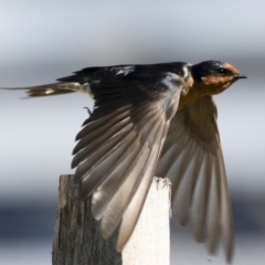 Hirundo neoxena (Welcome Swallow) at Coombs, ACT - 20 Sep 2023 by AlisonMilton