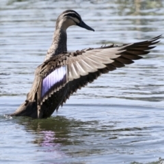 Anas superciliosa (Pacific Black Duck) at Coombs Ponds - 20 Sep 2023 by AlisonMilton