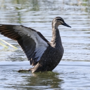 Anas superciliosa at Coombs, ACT - 20 Sep 2023