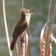 Acrocephalus australis at Isabella Plains, ACT - 25 Sep 2023