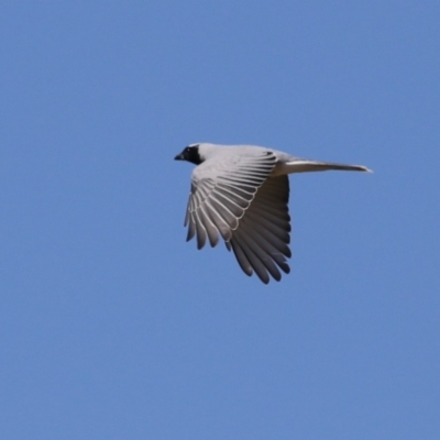 Coracina novaehollandiae (Black-faced Cuckooshrike) at Isabella Plains, ACT - 25 Sep 2023 by RodDeb