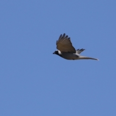 Coracina novaehollandiae at Isabella Plains, ACT - 25 Sep 2023