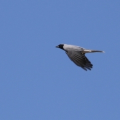 Coracina novaehollandiae at Isabella Plains, ACT - 25 Sep 2023