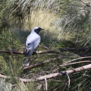 Coracina novaehollandiae at Isabella Plains, ACT - 25 Sep 2023