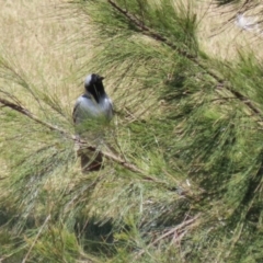 Coracina novaehollandiae at Isabella Plains, ACT - 25 Sep 2023