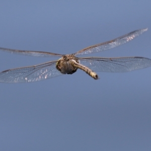 Anax papuensis at Upper Stranger Pond - 25 Sep 2023 12:19 PM