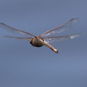 Anax papuensis at Upper Stranger Pond - 25 Sep 2023 12:19 PM