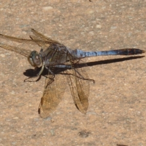 Orthetrum caledonicum at Upper Stranger Pond - 25 Sep 2023