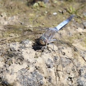 Orthetrum caledonicum at Upper Stranger Pond - 25 Sep 2023