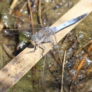 Orthetrum caledonicum at Upper Stranger Pond - 25 Sep 2023