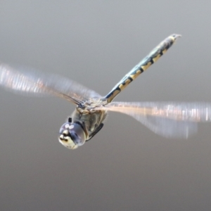 Hemicordulia tau at Upper Stranger Pond - 25 Sep 2023