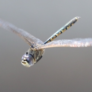 Hemicordulia tau at Upper Stranger Pond - 25 Sep 2023